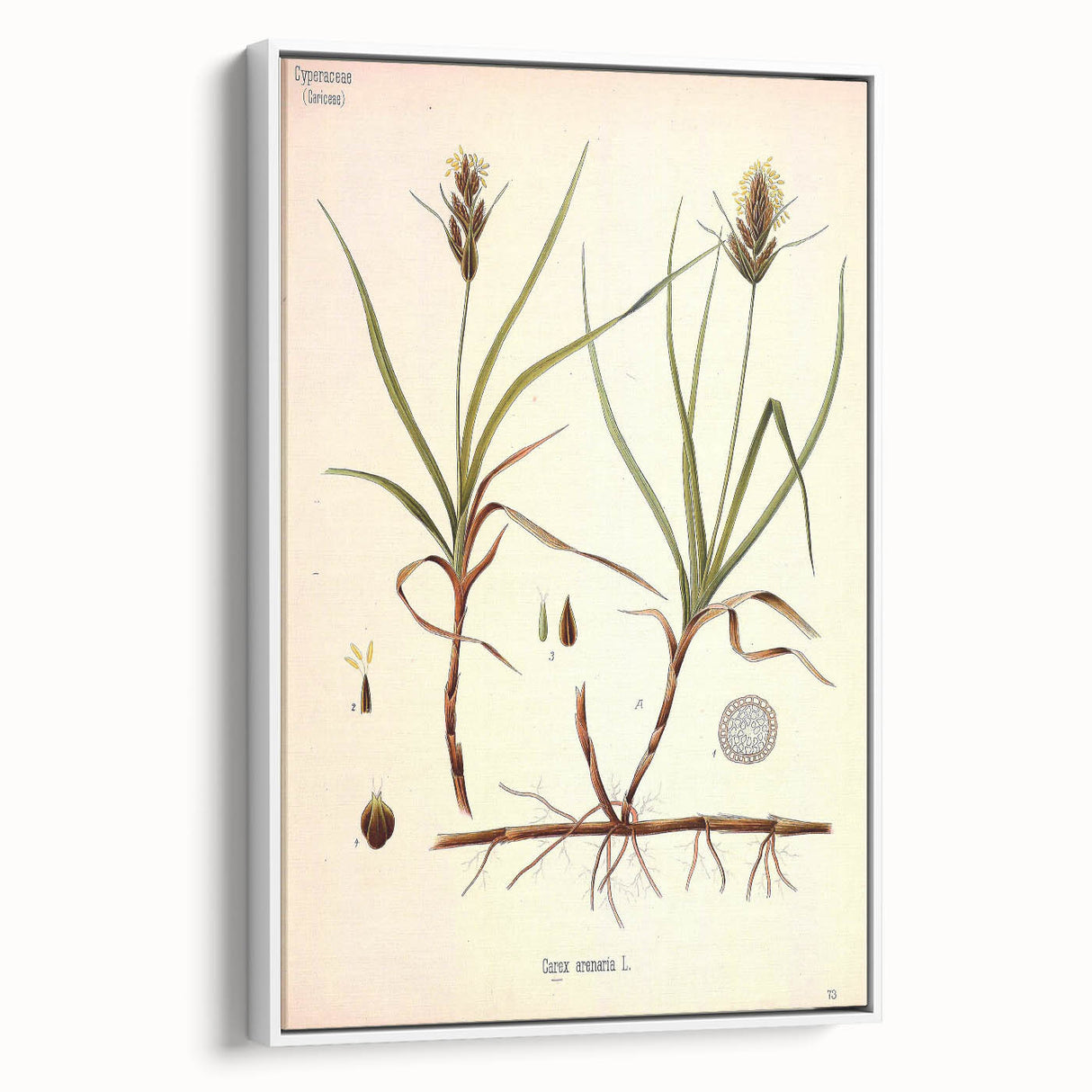 Vintage Botanical Illustration Art – Carex arenaria Wall Art