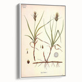 Vintage Botanical Illustration Art – Carex arenaria Wall Art