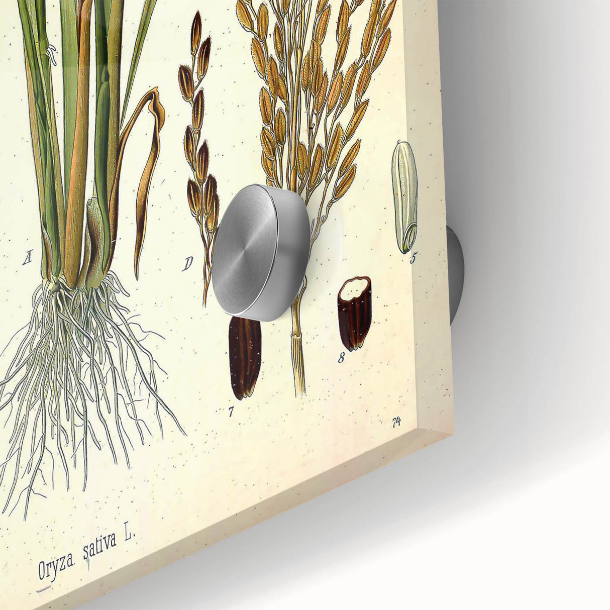 Vintage Botanical Illustration Art – Oryza sativa Wall Art