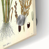 Vintage Botanical Illustration Art – Oryza sativa Wall Art