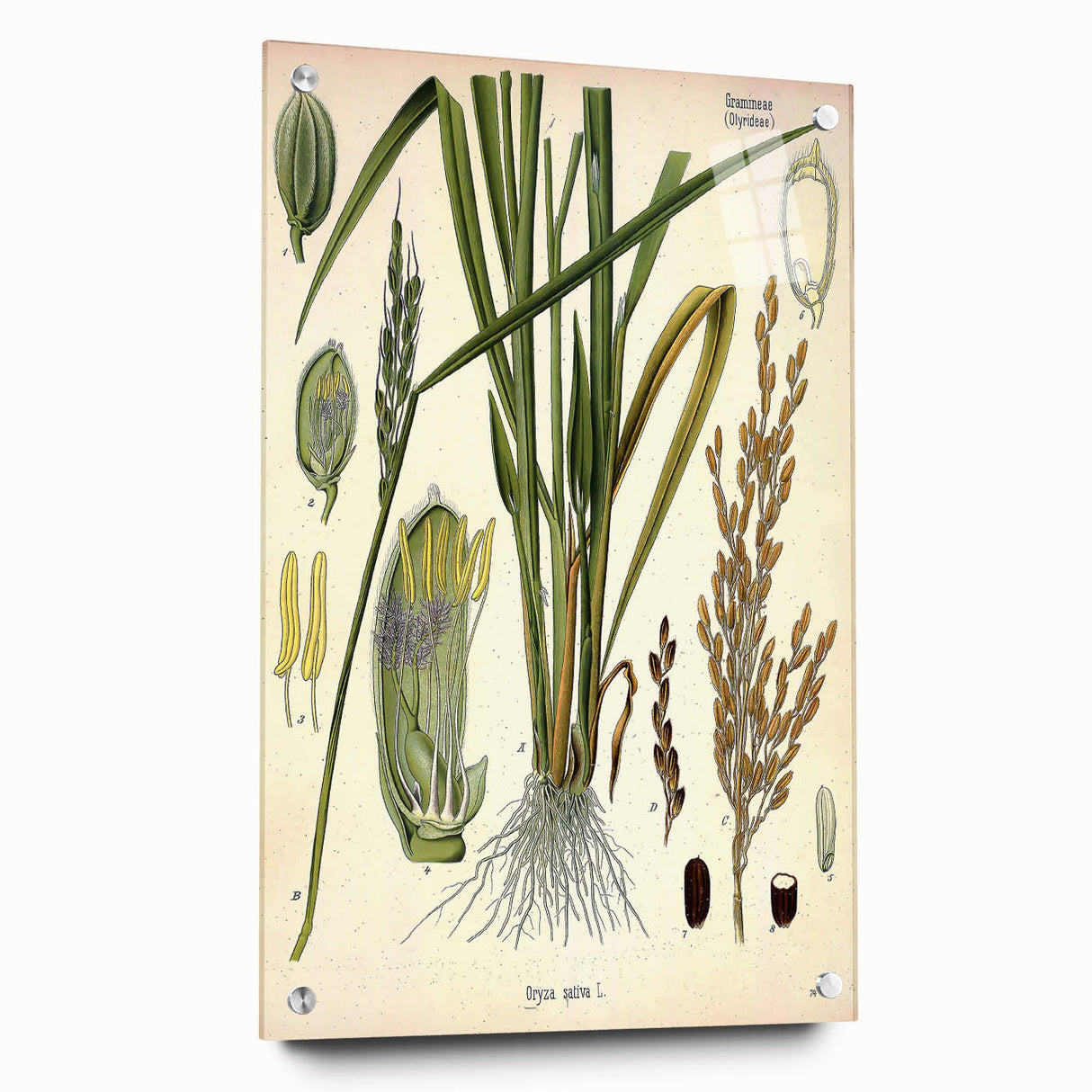 Vintage Botanical Illustration Art – Oryza sativa Wall Art