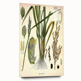 Vintage Botanical Illustration Art – Oryza sativa Wall Art