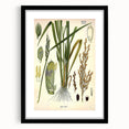 Vintage Botanical Illustration Art – Oryza sativa Wall Art