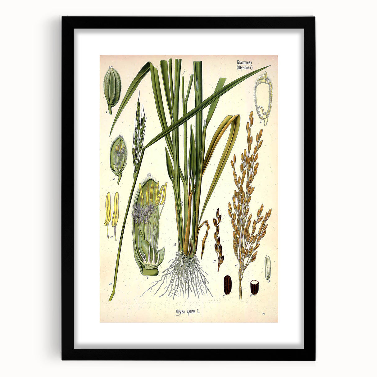 Vintage Botanical Illustration Art – Oryza sativa Wall Art