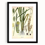 Vintage Botanical Illustration Art – Oryza sativa Wall Art