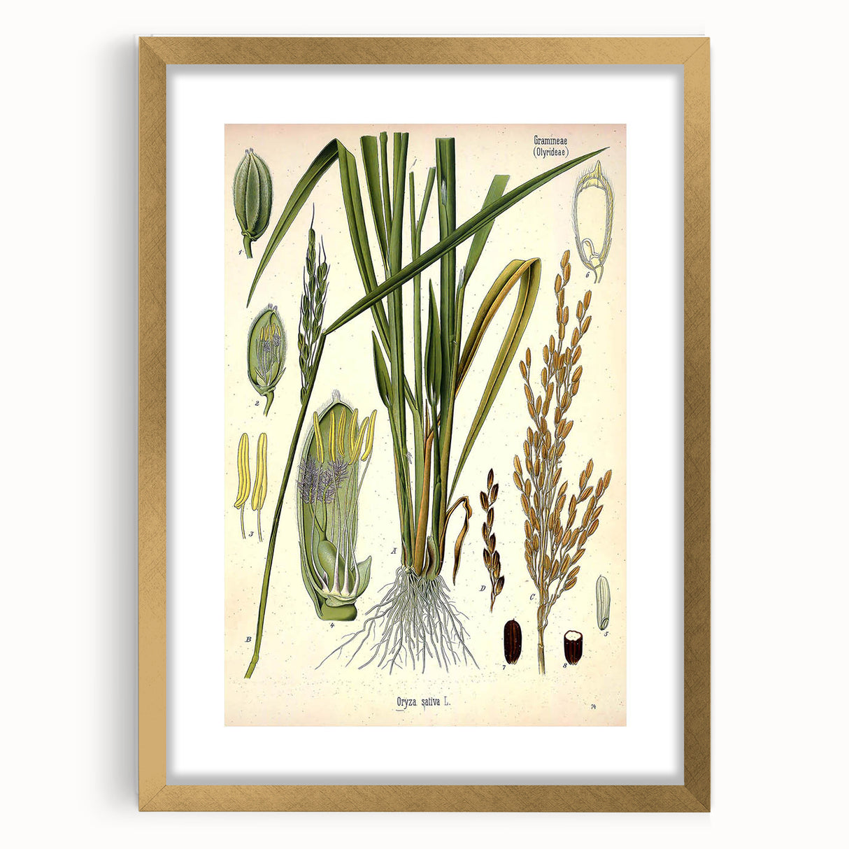 Vintage Botanical Illustration Art – Oryza sativa Wall Art