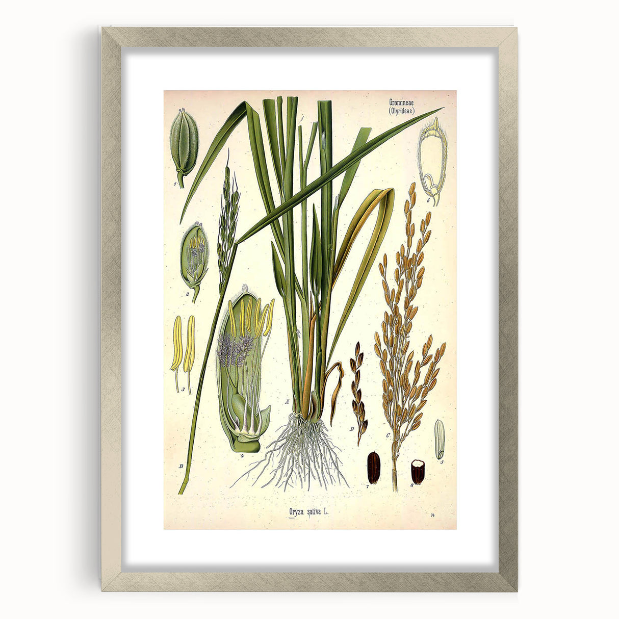 Vintage Botanical Illustration Art – Oryza sativa Wall Art