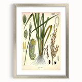 Vintage Botanical Illustration Art – Oryza sativa Wall Art