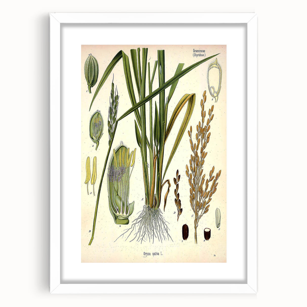 Vintage Botanical Illustration Art – Oryza sativa Wall Art