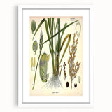 Vintage Botanical Illustration Art – Oryza sativa Wall Art