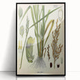 Vintage Botanical Illustration Art – Oryza sativa Wall Art