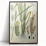 Vintage Botanical Illustration Art – Oryza sativa Wall Art