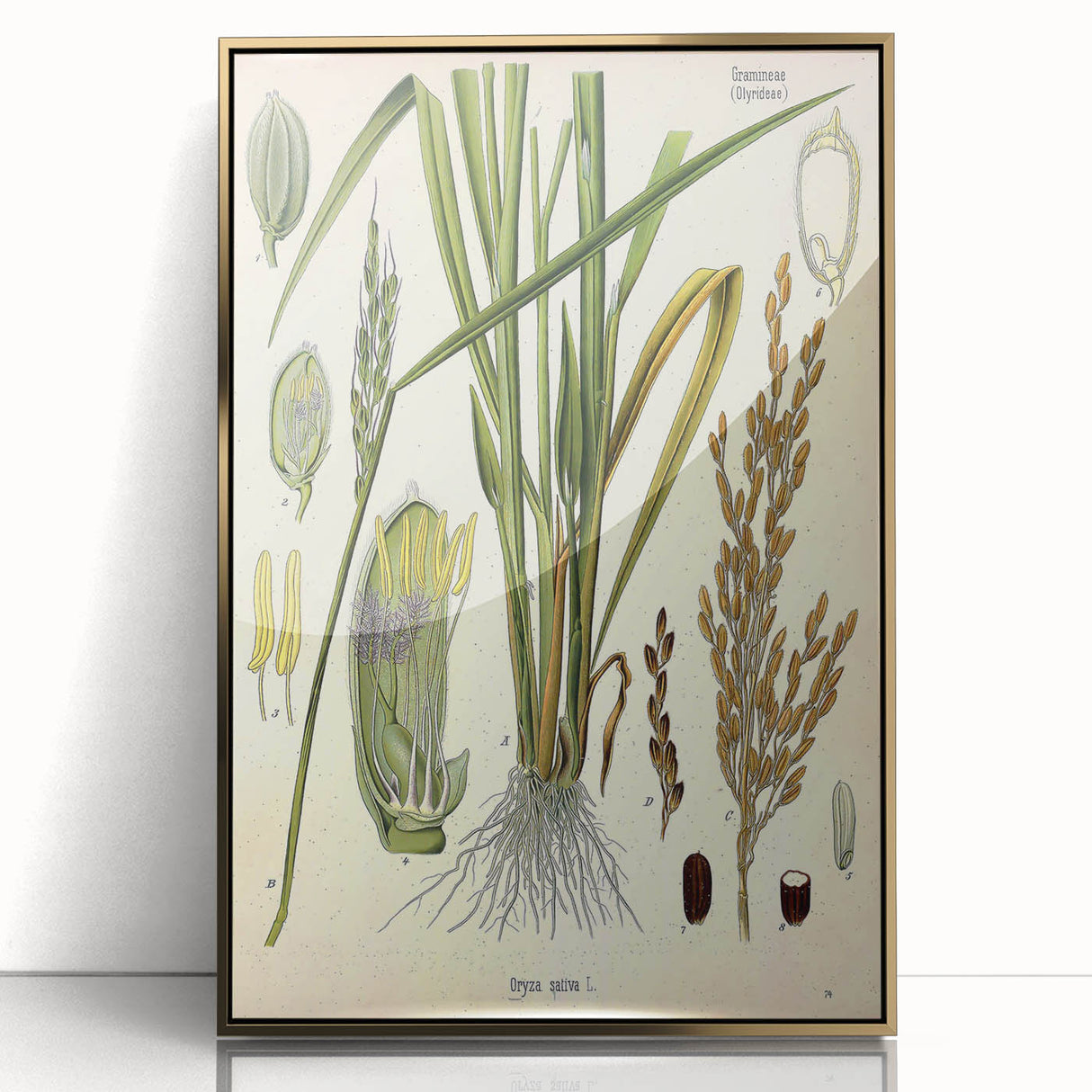 Vintage Botanical Illustration Art – Oryza sativa Wall Art