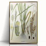 Vintage Botanical Illustration Art – Oryza sativa Wall Art
