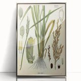 Vintage Botanical Illustration Art – Oryza sativa Wall Art