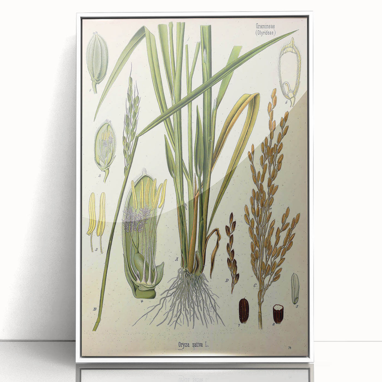 Vintage Botanical Illustration Art – Oryza sativa Wall Art