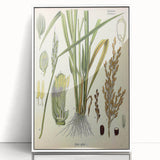 Vintage Botanical Illustration Art – Oryza sativa Wall Art