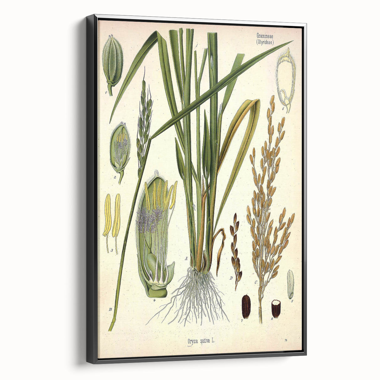 Vintage Botanical Illustration Art – Oryza sativa Wall Art