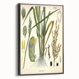 Vintage Botanical Illustration Art – Oryza sativa Wall Art