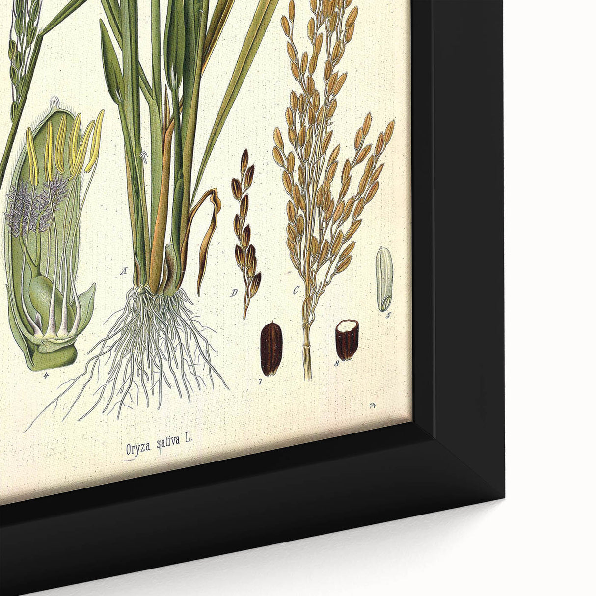 Vintage Botanical Illustration Art – Oryza sativa Wall Art