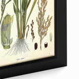 Vintage Botanical Illustration Art – Oryza sativa Wall Art