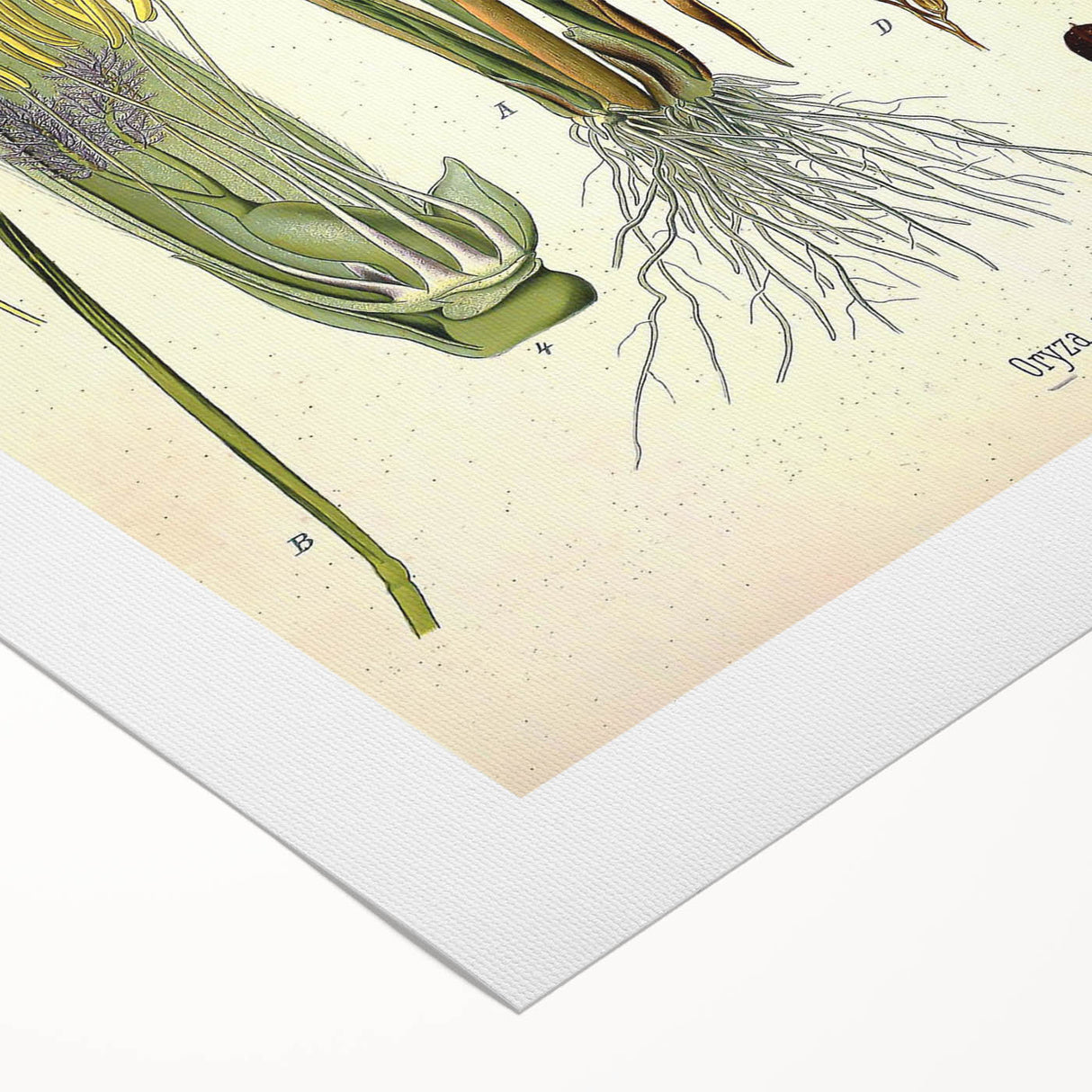 Vintage Botanical Illustration Art – Oryza sativa Wall Art