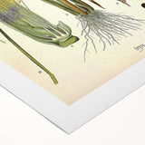 Vintage Botanical Illustration Art – Oryza sativa Wall Art