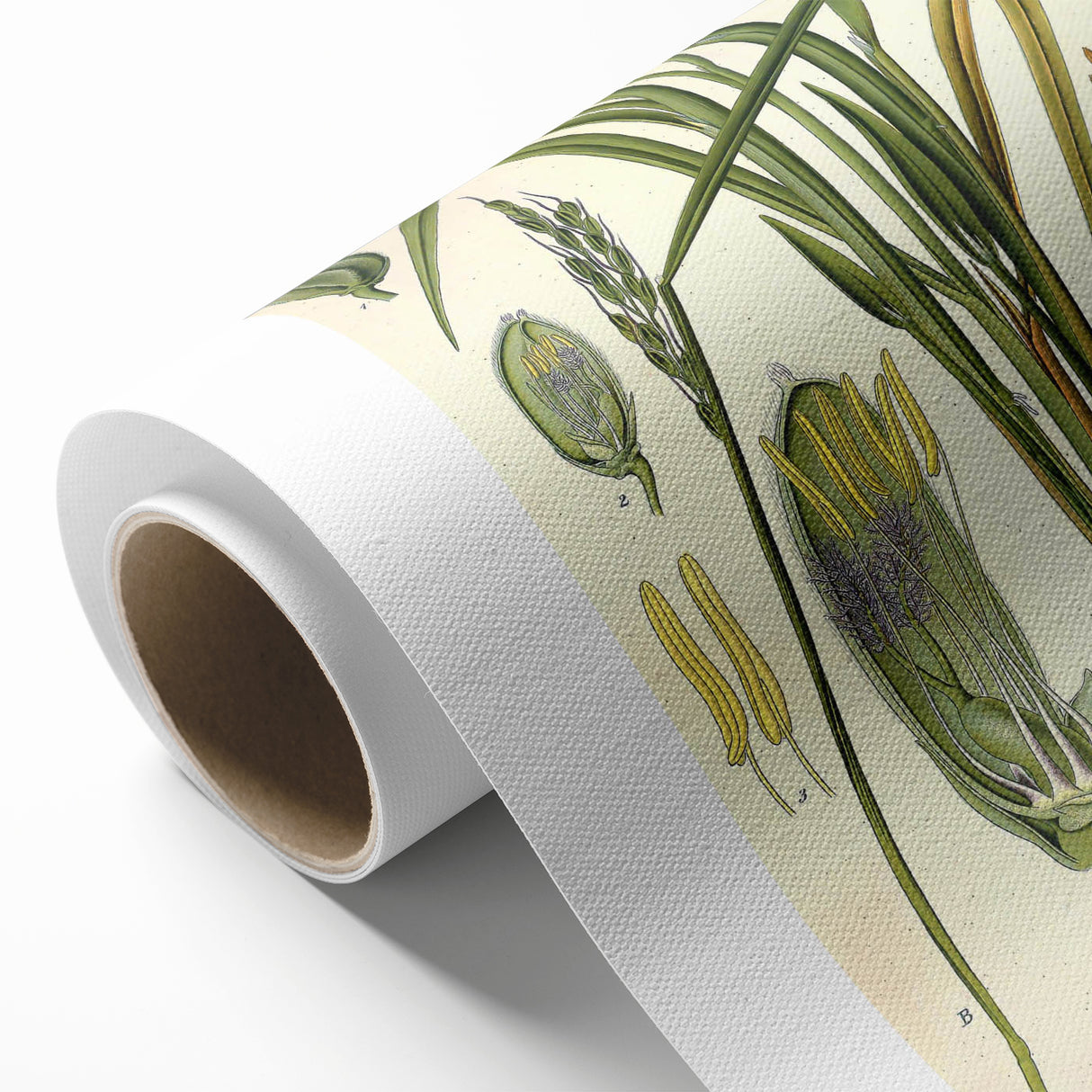 Vintage Botanical Illustration Art – Oryza sativa Wall Art