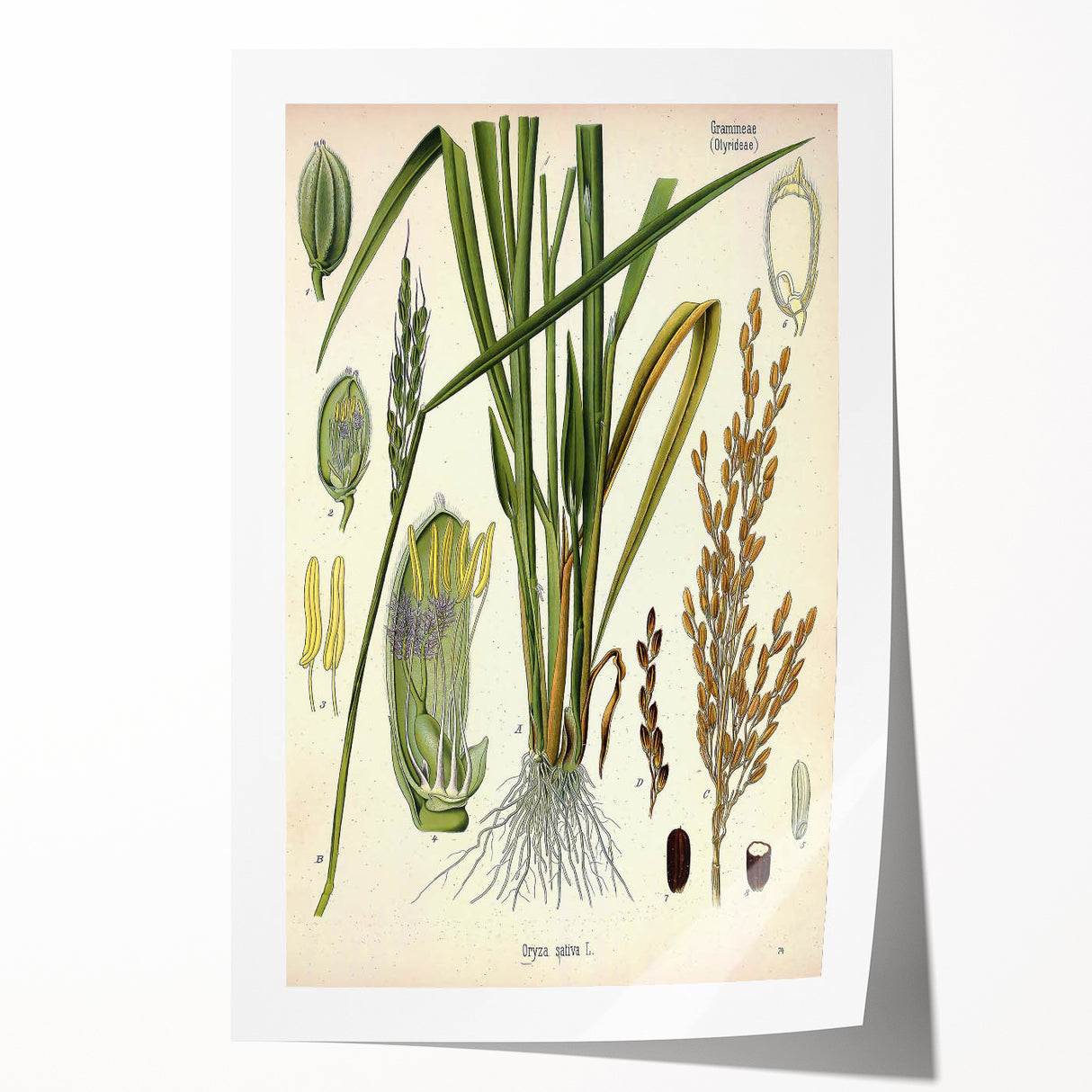 Vintage Botanical Illustration Art – Oryza sativa Wall Art