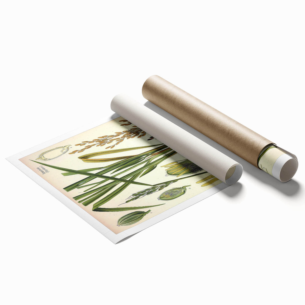 Vintage Botanical Illustration Art – Oryza sativa Wall Art