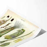 Vintage Botanical Illustration Art – Oryza sativa Wall Art