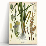 Vintage Botanical Illustration Art – Oryza sativa Wall Art