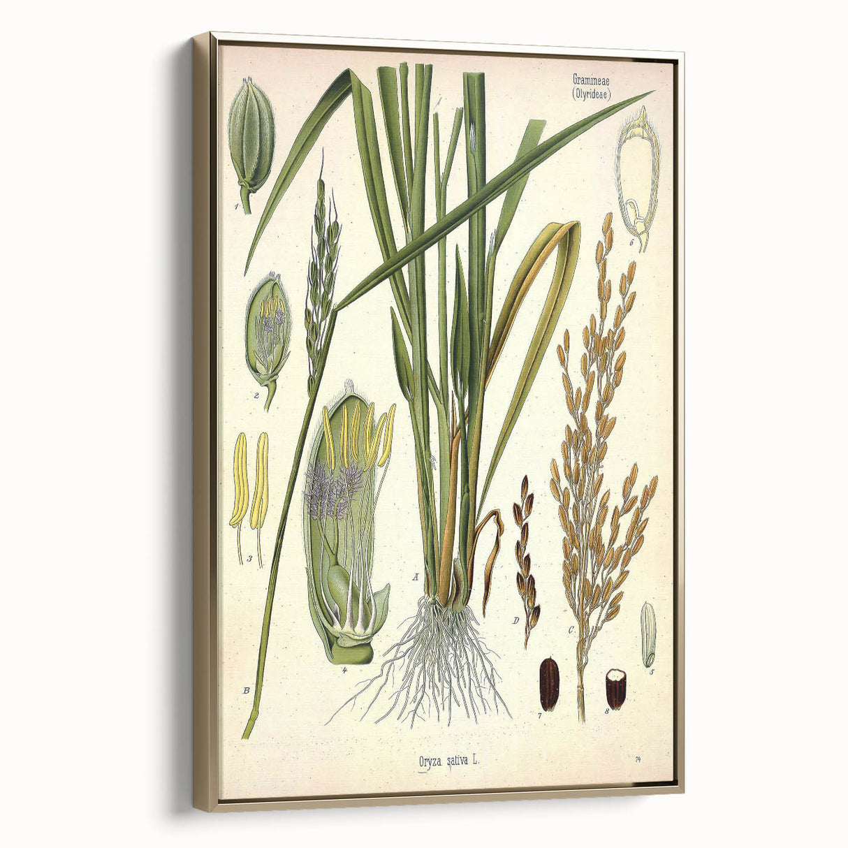 Vintage Botanical Illustration Art – Oryza sativa Wall Art