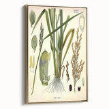 Vintage Botanical Illustration Art – Oryza sativa Wall Art