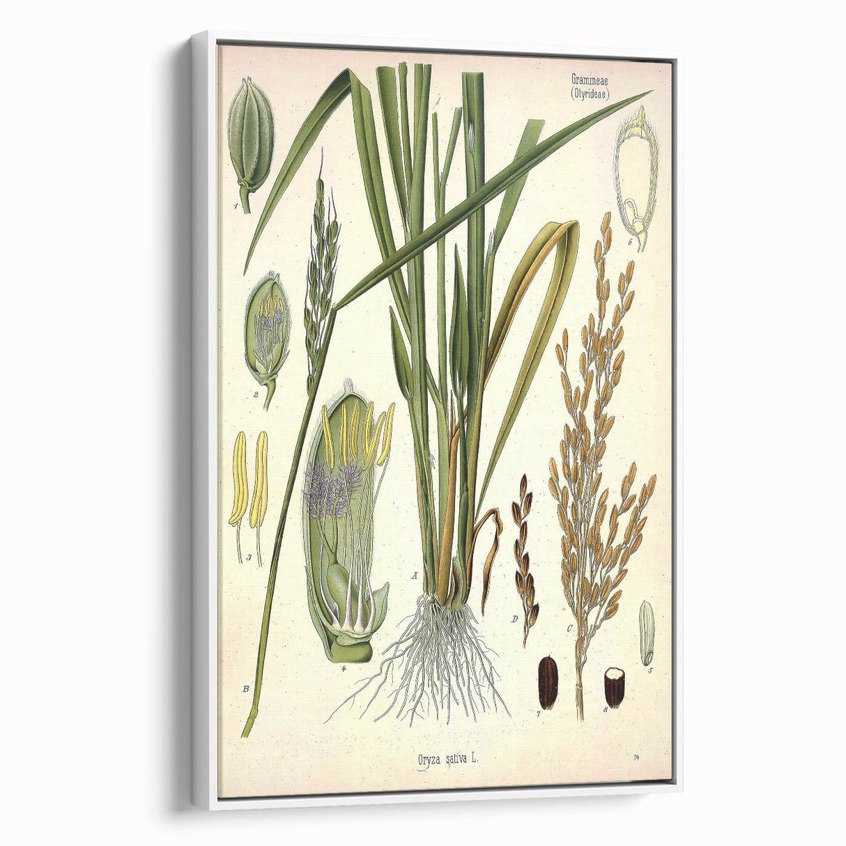 Vintage Botanical Illustration Art – Oryza sativa Wall Art