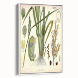 Vintage Botanical Illustration Art – Oryza sativa Wall Art