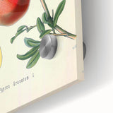 Vintage Botanical Illustration of Pomegranate Fruit – Botanical Art