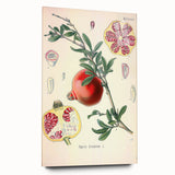 Vintage Botanical Illustration of Pomegranate Fruit – Botanical Art
