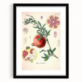 Vintage Botanical Illustration of Pomegranate Fruit – Botanical Art