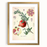Vintage Botanical Illustration of Pomegranate Fruit – Botanical Art