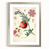 Vintage Botanical Illustration of Pomegranate Fruit – Botanical Art