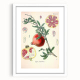 Vintage Botanical Illustration of Pomegranate Fruit – Botanical Art