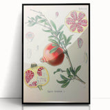 Vintage Botanical Illustration of Pomegranate Fruit – Botanical Art
