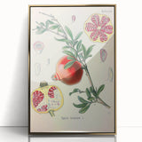 Vintage Botanical Illustration of Pomegranate Fruit – Botanical Art