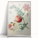 Vintage Botanical Illustration of Pomegranate Fruit – Botanical Art