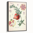 Vintage Botanical Illustration of Pomegranate Fruit – Botanical Art