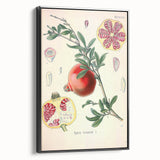 Vintage Botanical Illustration of Pomegranate Fruit – Botanical Art
