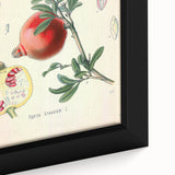 Vintage Botanical Illustration of Pomegranate Fruit – Botanical Art