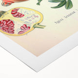 Vintage Botanical Illustration of Pomegranate Fruit – Botanical Art
