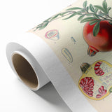 Vintage Botanical Illustration of Pomegranate Fruit – Botanical Art